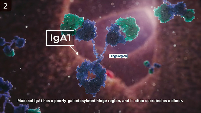 iga1-mucosal-tissue